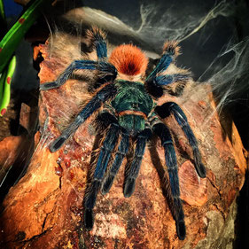 Chromatopelma cyaneopubescens Venezuela adult Weibchen 0.1 Bodenbewohner adult female Birdspider Tarantula Arachnids Arachnida