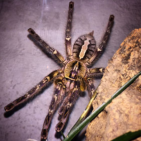 0.1 Poecilotheria ornata Weibchen female adult Vogelspinne Vogelspinnen Birdspider Birdspiders Tarantulas