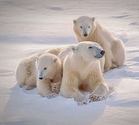 DICTÉE sur les ANIMAUX - Cm2 - ours blanc