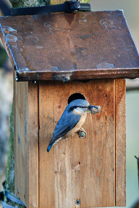 Kleiber am Nistkasten (A. Thiele)