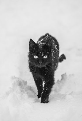 Foto einer schwarzen Katze, die auf die Kamera zuläuft. In ihrem Fell Schneelflocken. Sie läuft durch Schnee. 