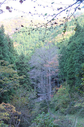 山梨県　大桂