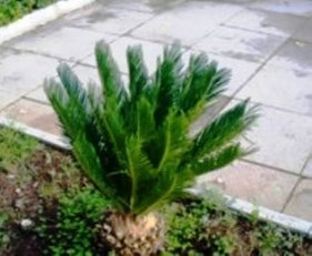 Cycas