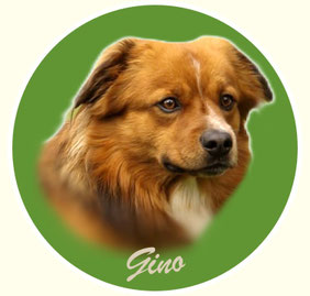 Gino von der Wimmerfarm