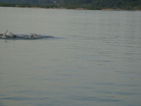 Kratie-Irrawaddy-dolfijn-Cambodja-Mekong-rivier