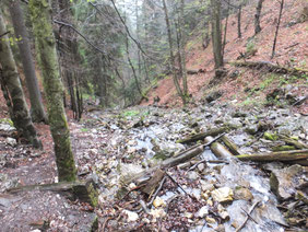 Slovensky-Raj-nationaal-park-bos-Slowakije