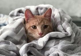 Katze in geeignetem Rückzugsort