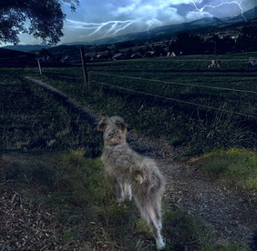 Ängstlicher Hund - Hilfe und Tipps