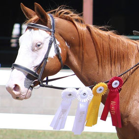 Students can use our lessons horses to show with us 