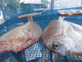 魚の干物の作り方　はこちらからどうぞ