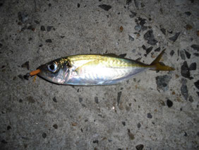 アジ・アジングの釣り場　苅田町