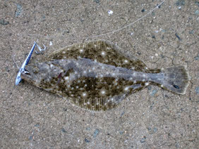 ヒラメ・マゴチの釣り場　長門市