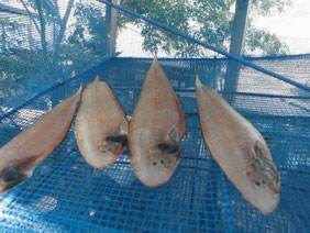 魚の干物の作り方　はこちらからどうぞ