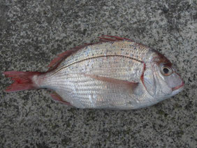 投げ釣り　はこちらからどうぞ