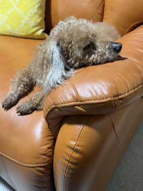 2026/6/24　居眠りする愛犬ラッキー