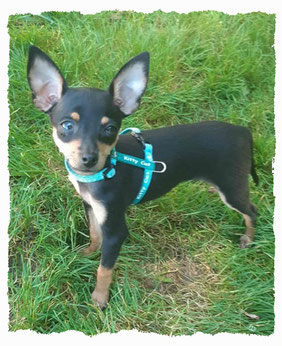 Chiot Pinsher Nain à l'école pour chiots à Dax