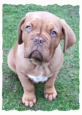 Chiot Dogue de Bordeaux à l'école pour chiots à Dax