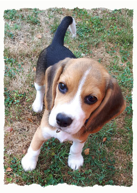 Chiot Beagle à l'école pour chiots à Dax