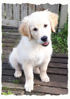 Chiot Golden Retriever à l'école pour chiots à Dax