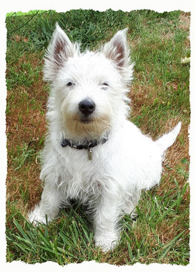 Chiot Westie à l'école pour chiots à Dax