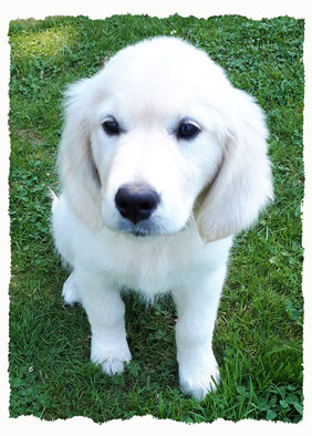 Chiot Golden Retriever à l'école pour chiots à Dax