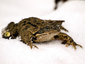 Frosch im Winter. Foto: Pixabay/Kathy Büscher