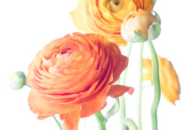 Ranunkelblüte Orange vor Weiß, Freisteller, Close-up