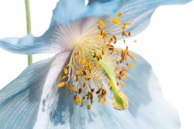 Mohn, Meconopsis close-up, Freisteller Blüte