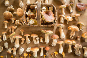 Steinpilze Sammlung mit Korb auf Tisch