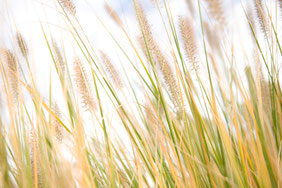 Miscanthus, Ziergras