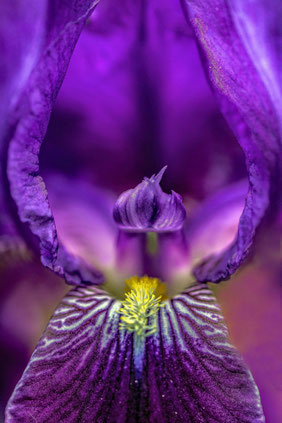 Roland Valter # Blüte # Makro