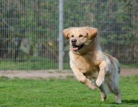 un golden sable qui courre dans un jardin par coachcanin16 éducateur canin en charente