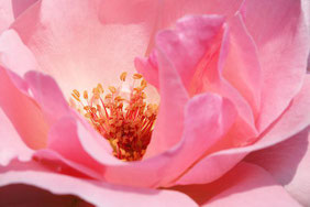 Fleurs de Bach