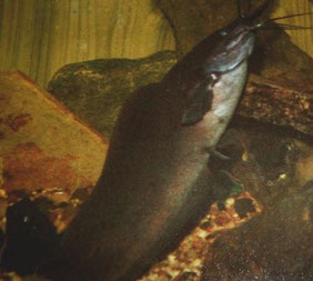 Clarias angolensis