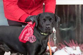 Photo d'un chien-guide d'aveugle