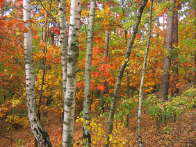 Automne en médecine traditionnelle chinoise