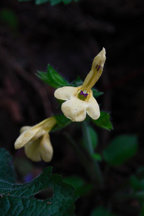 キバナアキギリ　(黄花秋桐)　シソ科