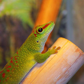 Een close-up van een reuzen madagascar daggekko
