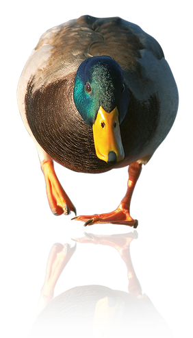 Vi certificerer ”næsten” alt,  der kan flyde.