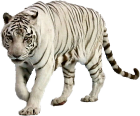 Image animaux detourée transparent sur fond blanc tigre blanc png