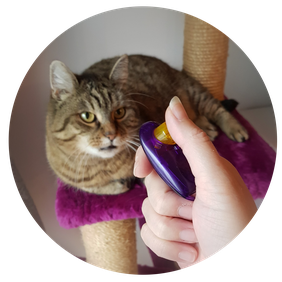 Clickertraining Katze, Tiertraining, Verhaltenstraining, Erziehungstraining, Tiertrainer Katze, Problemkatze