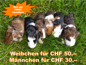Home Tama S Meerschweinchen