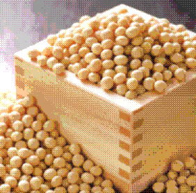 大豆(Umasaga)