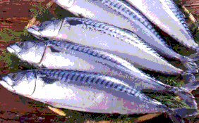 鹹水魚のサバ(Kabata)