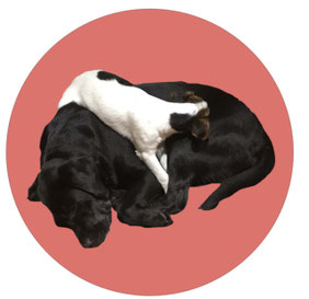 soins aux animaux, communication animale, avec martine kerriou, tours, saint avertin, pressigny