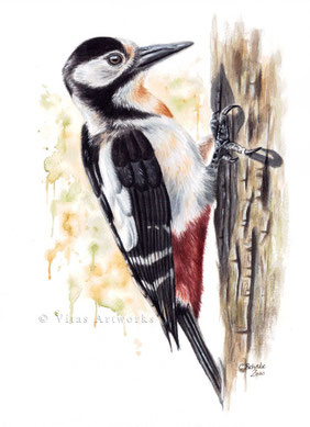 Buntspecht in Aquarell - limitierter Kunstdruck