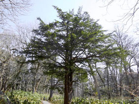 戸隠森林植物園