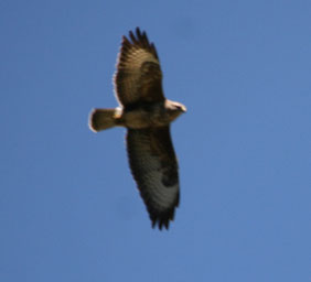 Photo décorative  aigle qui plane