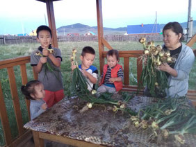 Most of the planted vegetables are ready for harvest