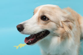 弓桁英語塾看板犬